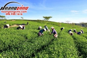 Tuyển 100 lao động nữ thu hoạch chè xuất khẩu lao động Đài Loan