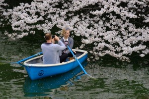 Vẻ đẹp ngất ngây của mùa hoa anh đào Nhật Bản